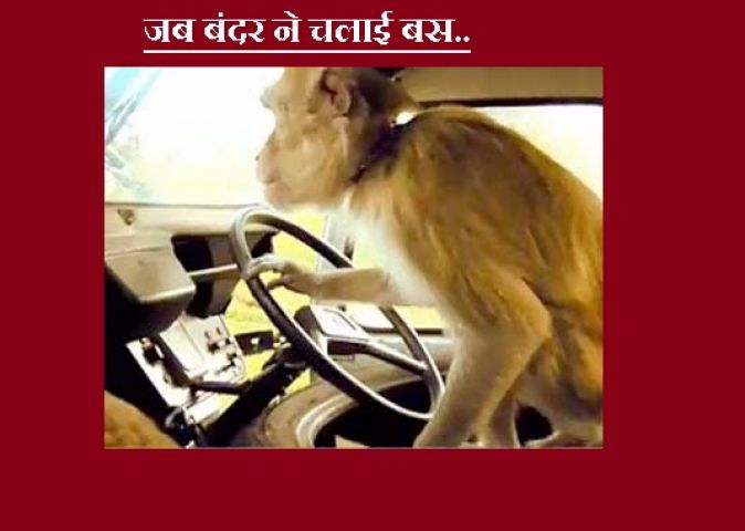 ड्राइवर सोता रहा, बंदर लेकर भागा बस
