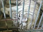 इंदौर में सफ़ेद बाघ शिवानी की मौत अब नही बचा कोई व्हाइट टाइगर