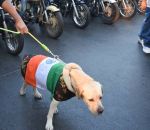 पेट रन के लिए कुत्ते को पहना दिया राष्ट्रध्वज