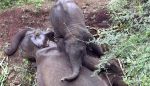 Video : हाथी के बच्चे का माँ के प्रति ऐसा प्रेम नहीं देखा होगा आपने