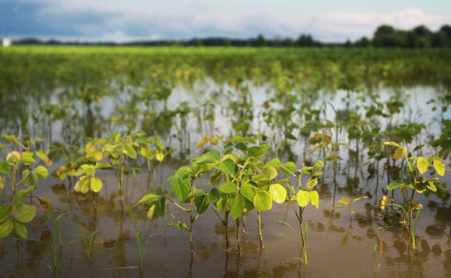 भारी बारिश से फसलों को नुकसान, खेतों में भरा पानी