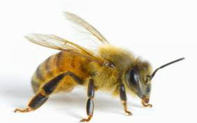 मधुमक्खी ने कराई यात्री विमान की इमरजेंसी लेंडिंग