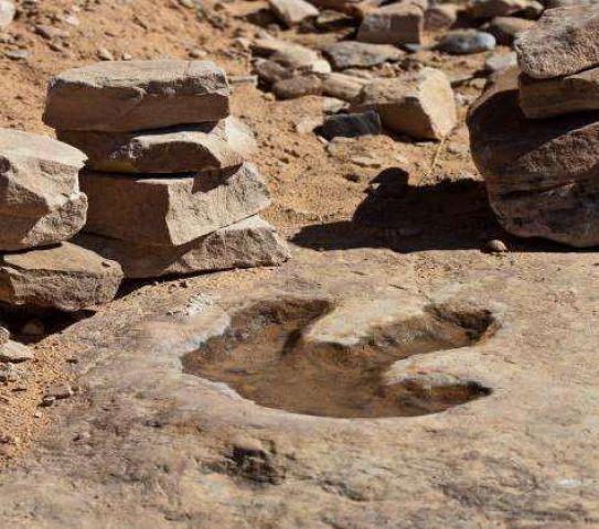 भारत में पाए गए 15 करोड़ साल पुराने डायनासोर के अवशेष
