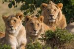 इंसानों का शिकार करने के जुर्म में शेरों को दी जाएगी उम्रकैद की सजा