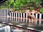 गुजरात में भयंकर बाढ़ से 68 की मौत,जंगल से सड़को पर आए शेर