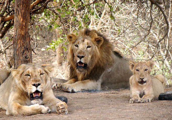 गुजरात बाढ़ ने ली 9 शेरों की जान