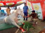 BJP विधायक द्वारा पीट-पीट कर मारने वाले घोड़े का पैर काट दिया गया