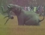 Video...लोगों को खिलौनों की तरह उछालता रहा हाथी, 4 की मौत