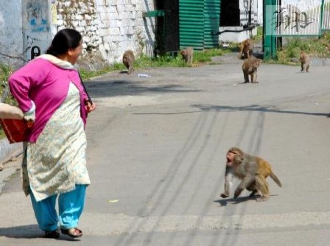 शिमला में उत्पाती बंदरों को मारने की मिली इजाजत
