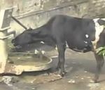 वीडियो : जब प्यास लगती है, तो एक बेजुबान जानवर क्या करें ?