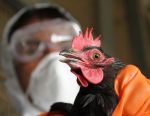पोल्ट्री में फैला बर्ड फ्लू, डेढ़ लाख मुर्गों की मौत