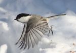 चिड़िया को उड़ने का मौलिक अधिकार है या नहीं यह सुप्रीम कोर्ट करेगा फैसला