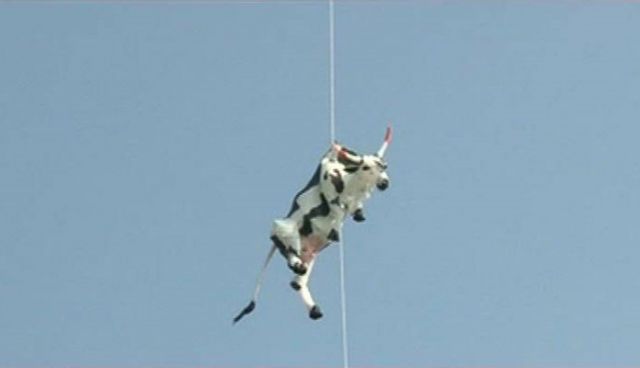 गाय का एयर बेलून हवा में लटकाया, मचा बवाल