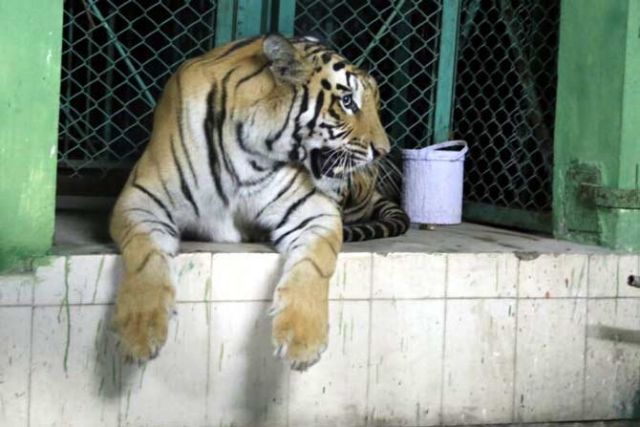 इंदौर प्राणी संग्रहालय में बाघिन का आतंक, आखिरकार पकड़ी ही गई