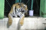 इंदौर प्राणी संग्रहालय में बाघिन का आतंक, आखिरकार पकड़ी ही गई