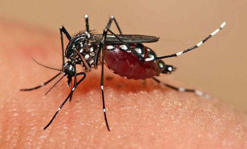 Dengue, Chikungunya and Malaria declared epidemics in Delhi