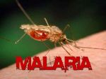 मौसम के कारण पसारे मलेरिया ने पैर