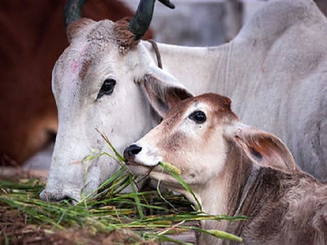 गायों का चारा बेचने से मना किया तो मुस्लिम ने कर लिया आत्मदाह