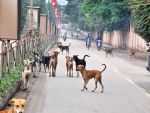 केरल में आवारा कुत्ते मारने पर मिलेगा सोने का सिक्का