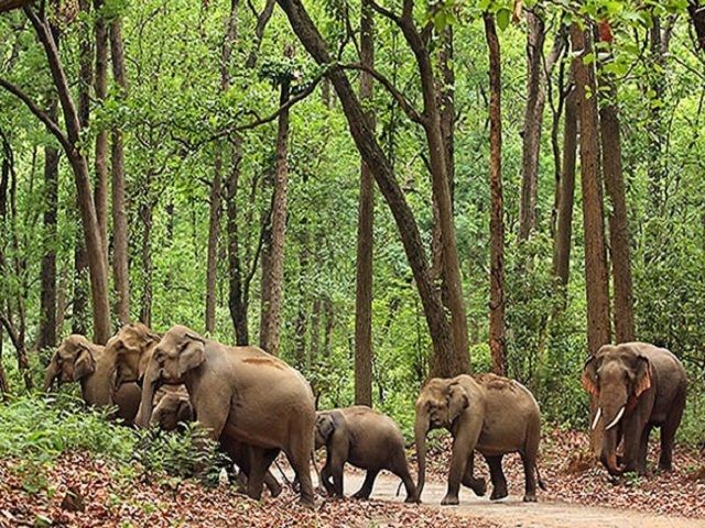 हाथियों के समूह को भगाने में  कुचले जाने से युवक की मौत