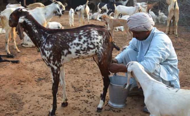 डेंगू की मार : दिल्ली में बकरी का दूध 800 रुपए/गिलास