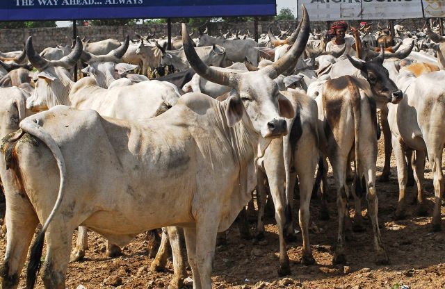 हैदराबाद में गायों को नही कटने देगा मुस्लिम ग्रुप ‘अरब गोरक्षणा समिति’