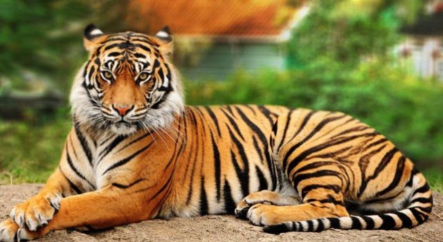 भारत में 35-40 प्रतिशत बाघ संरक्षित क्षेत्र से बाहर