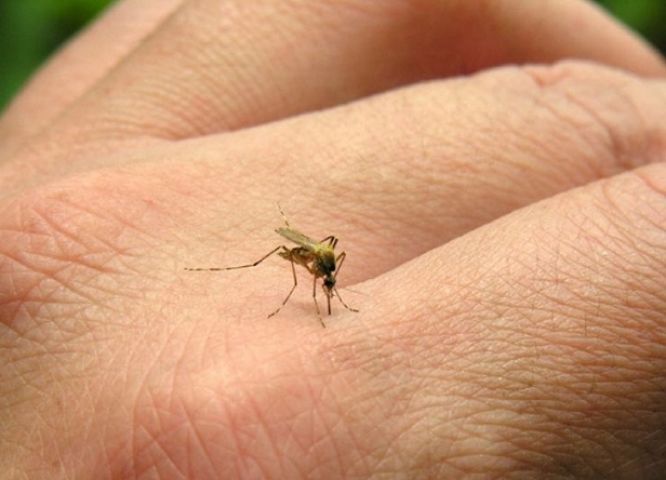 प्रदेश में बढ़े डेंगू-चिकनगुनिया के मरीज, स्वाईन फ्लू का एक सैंपल पाॅजिटिव