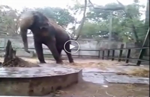 VIDEO : बारिश में हाथी का ऐसा डांस, नहीं देखा होगा आपने