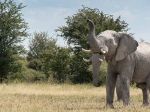 कैमरे में कैद हुआ दो सूंडों वाला हाथी
