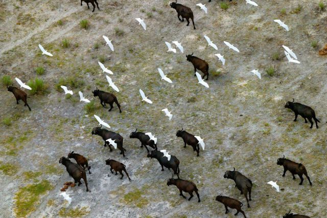 आसमान से क्लिक की गई  Wild Life की कुछ बेहतरीन तस्वीरें