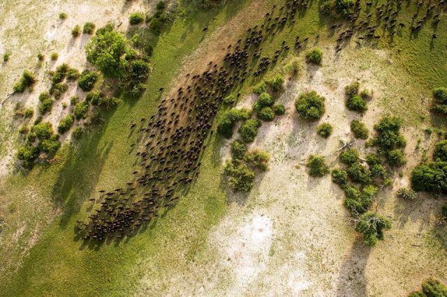 आसमान से क्लिक की गई  Wild Life की कुछ बेहतरीन तस्वीरें