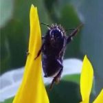 Video : जान बचाने वाले को इस मधुमक्खी ने ऐसे कहा Thanks