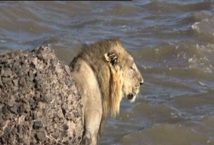 लोगो से डरकर शेर ने लगाई पानी में छलांग