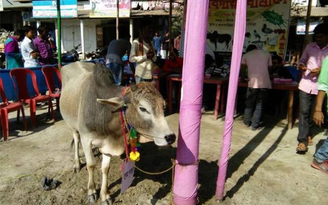 नए साल की लॉटरी में यहां मिलता है कुछ खास तोहफा