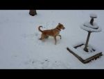 Video : पहली बार बर्फ गिरती देख कुछ इस तरह एन्जॉय किया इस Dog ने
