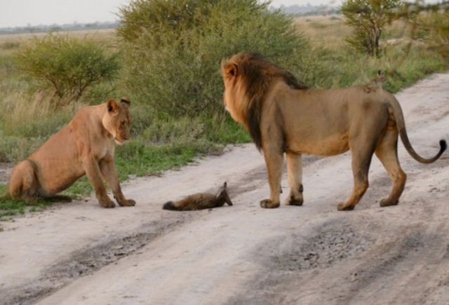 लोमड़ी के बच्चे को बचाने के लिए शेरनी ने दी शेर को टक्कर