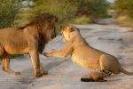 लोमड़ी के बच्चे को बचाने के लिए शेरनी ने दी शेर को टक्कर