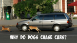 इसलिए कुत्ते भागते है आपकी गाडी के पीछे