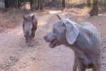 Video : देखिये यह राइनो करता है कुत्ते के समान व्यवहार !