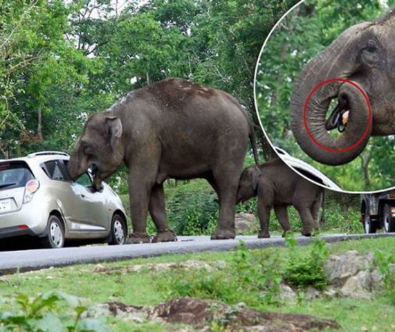 टूरिस्ट की कार में आया हाथी, हैंडबैग निकालकर खा गया