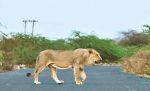 Video: देखिये जब हैरान गुजरात के शेर सड़कों पर घूमने निकले