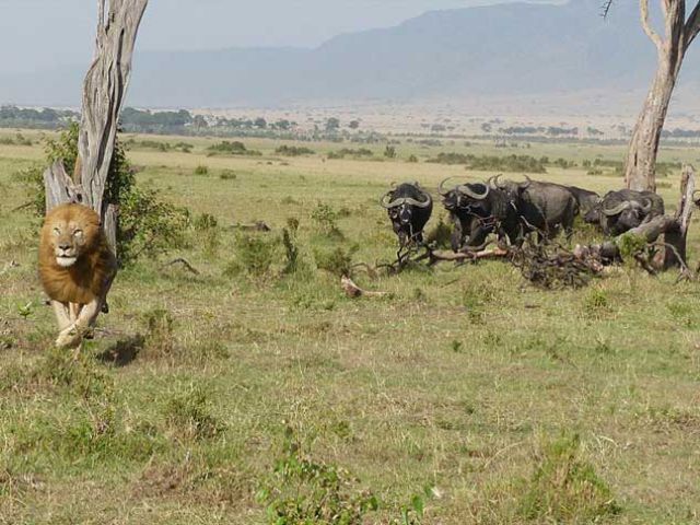 बब्‍बर शेर ने कटवा दी अपनी प्रजाति‍ की नाक