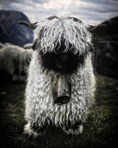 स्विज़रलैंड की भेड़ों की कुछ अनोखी तस्वीरें जो हो रही हैं इन्टरनेट पर वायरल
