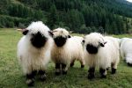 स्विज़रलैंड की भेड़ों की कुछ अनोखी तस्वीरें जो हो रही हैं इन्टरनेट पर वायरल