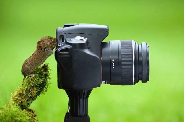 जानवरो के हाथो में जब दिया गया कैमरा तो निकल कर आई कुछ हैरान करने वाली तस्वीरें