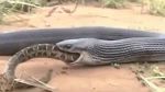 Video : लड़ाई में कोबरा खा गया अपनी ही प्रजाति के सांप को