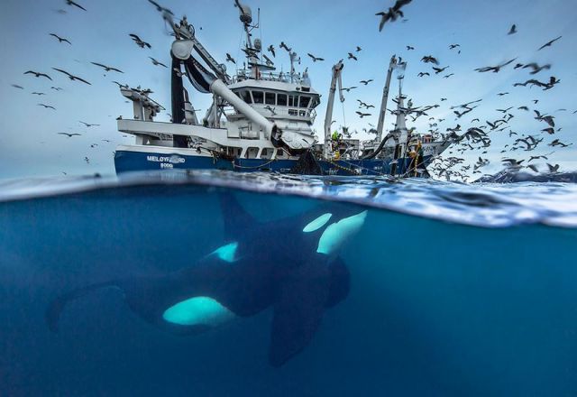 Arctic Whale की इतनी बेहतरीन फोटोज पहले नहीं देखी होंगी आपने