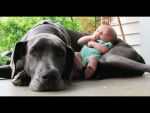 बच्चे और कुत्ते का यह विडियो आपको कर देगा रोने पर मजबूर