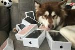 OMG : मालिक ने अपने कुत्ते को किये 8 आईफोन गिफ्ट